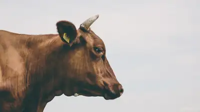 Казахстан падеж скота