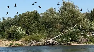 Бакланы, Павлодарская область, Иртыш, фото - Новости Zakon.kz от 16.02.2024 18:15