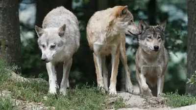 Шакалы и волки терроризируют жителей Туркестанской области