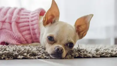 Собака за миллион тенге погибла после укола в ветеринарной клинике ЗКО