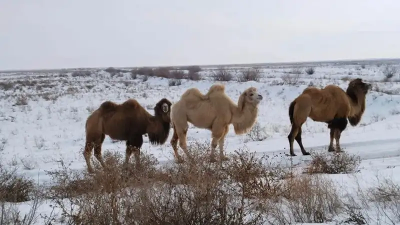 Верблюдоводство, Кызылординская область, фото - Новости Zakon.kz от 19.02.2024 18:29