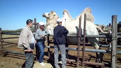 Выгодно ли разводить верблюдов, верблюдоводство, Кызылординская область