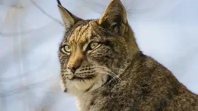 Камчатский заповедник, фото - Новости Zakon.kz от 26.02.2024 03:21