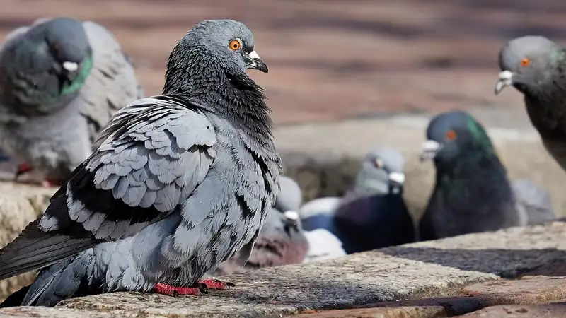 Референдум в Германии определит судьбу лимбургских голубей