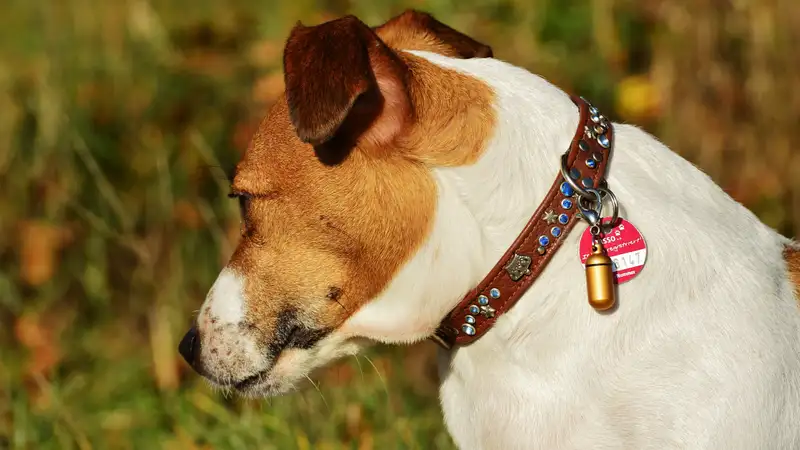 Казахский Майло удивил пользователей сети