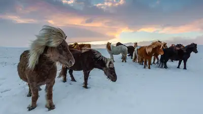 Фермеры Акмолинской области просят о помощи из-за массовой гибели лошадей, фото - Новости Zakon.kz от 28.02.2024 23:25