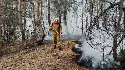 Служба охраны и защиты лесов появится в Казахстане, фото - Новости Zakon.kz от 28.02.2024 15:08
