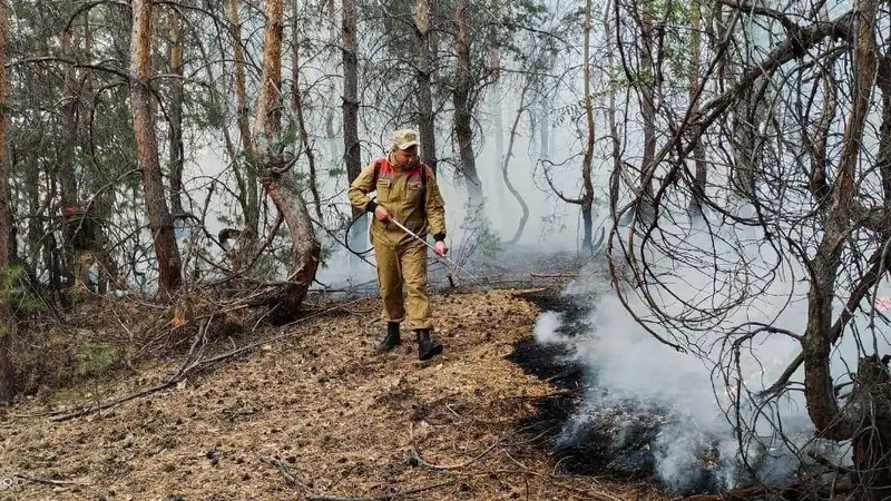 Служба охраны и защиты лесов появится в Казахстане