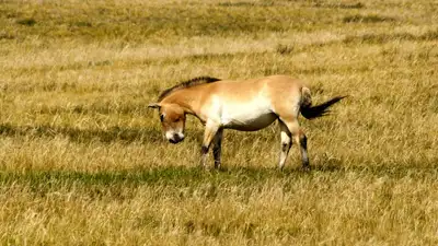 , фото - Новости Zakon.kz от 04.06.2025 09:37