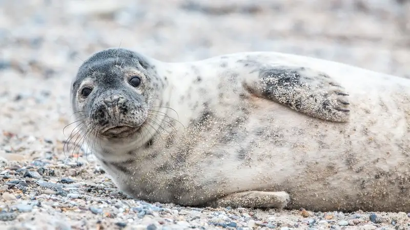 У "тюленя" на набережной в Актау оторвали ласты