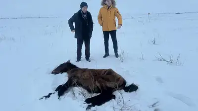 Падеж лошадей в Улытауской области прокомментировали в Минсельхозе , фото - Новости Zakon.kz от 03.03.2024 20:26