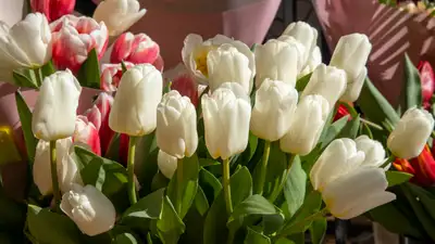 Какие мероприятия пройдут в Астане в честь 8 марта, фото - Новости Zakon.kz от 05.03.2024 17:39