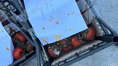 зараженные томаты, фото - Новости Zakon.kz от 06.03.2024 18:16