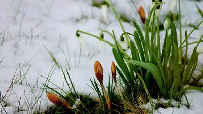 До 20 градусов тепла в Шымкенте: какой будет погода в трех мегаполисах 8 марта, фото - Новости Zakon.kz от 07.03.2024 22:00