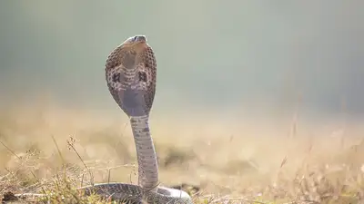 В Индии пятилетний ребенок нашел и съел опасную ядовитую змею