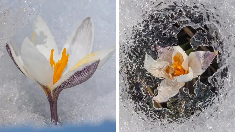 В Алматы зацвели подснежники: фотограф опубликовал красивые кадры