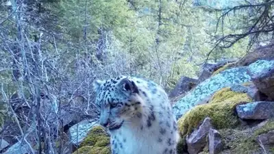 Снежные барсы попали в фотоловушку в Алматинской области, фото - Новости Zakon.kz от 07.03.2024 22:23