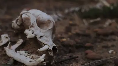 Кладбище собак перепугало зоозащитников Мангистау 