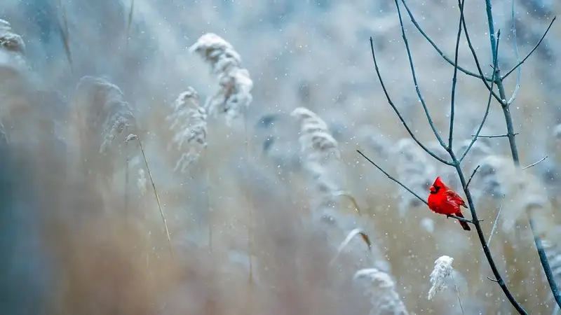 Дождь, снег и похолодание: погода в Алматы на неделю