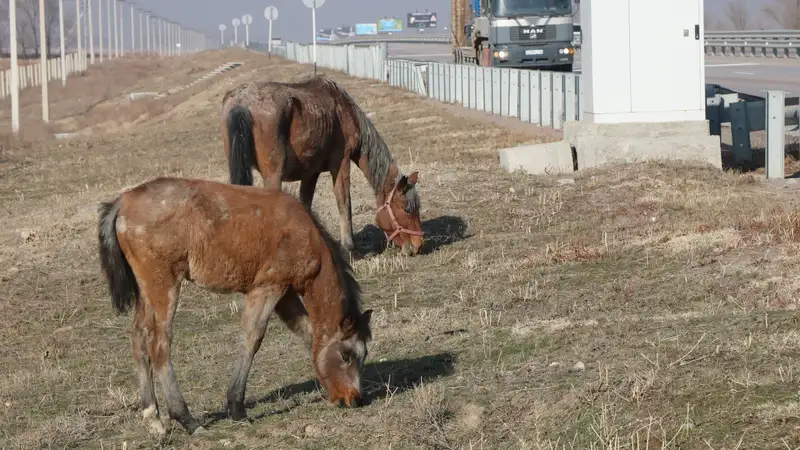 Как будет проходить сельскохозяйственная перепись: разработаны правила