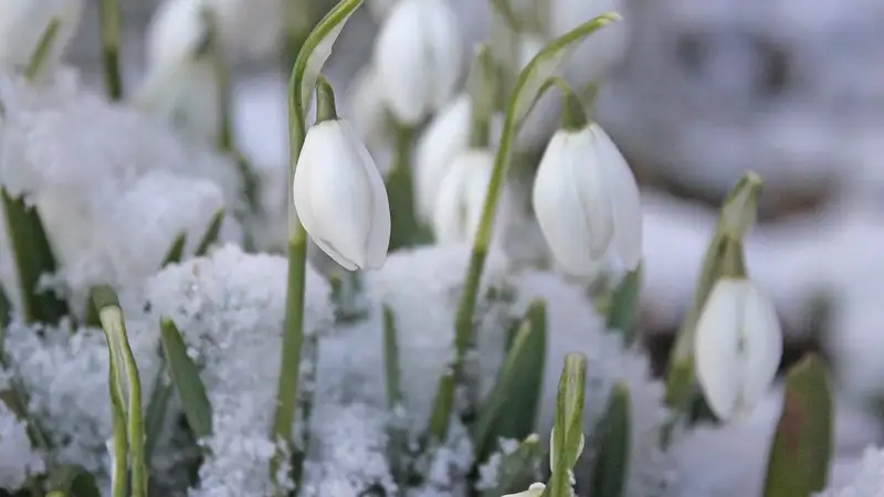 Фотограф показал, как распускаются подснежники в предгорьях Алматы