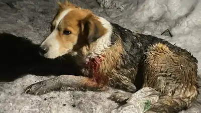 в собаку выстрелил житель ВКО, фото - Новости Zakon.kz от 11.03.2024 20:44