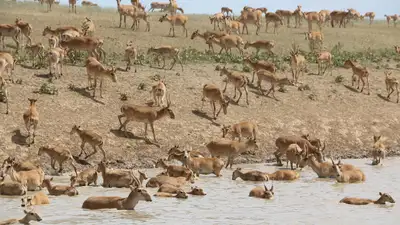 Отстрел сайгаков, Казахстан, фото - Новости Zakon.kz от 12.03.2024 13:59