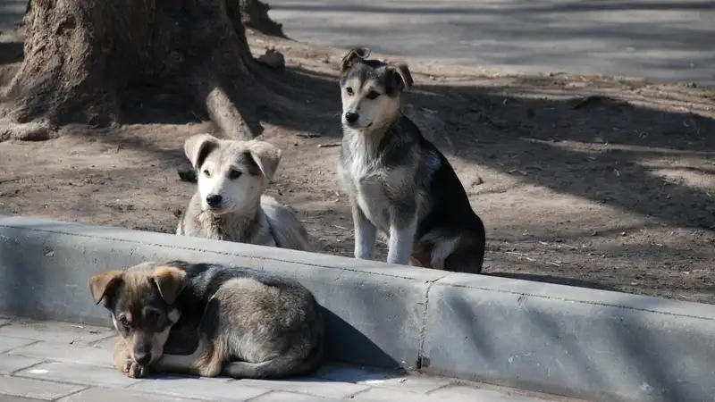 бездомные собаки, фото - Новости Zakon.kz от 12.03.2024 13:21