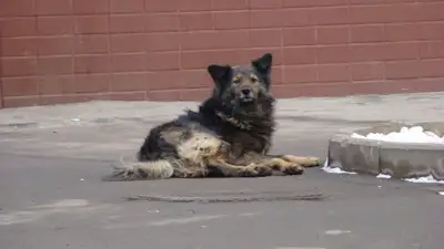 Нысанбаев ответил на критику инициативы по эвтаназии бродячих животных, фото - Новости Zakon.kz от 12.03.2024 13:53