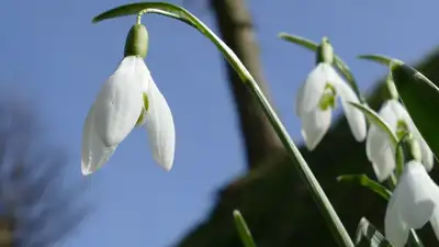 В ботсаду Алматы зацвели подснежники, фото - Новости Zakon.kz от 12.03.2024 09:44