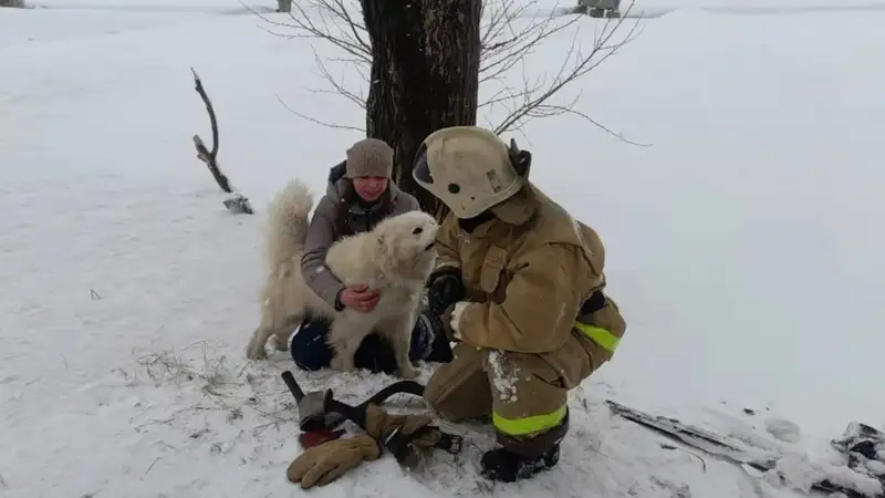 Спасатели Риддера помогли вытащить самоеда из глубокой ямы