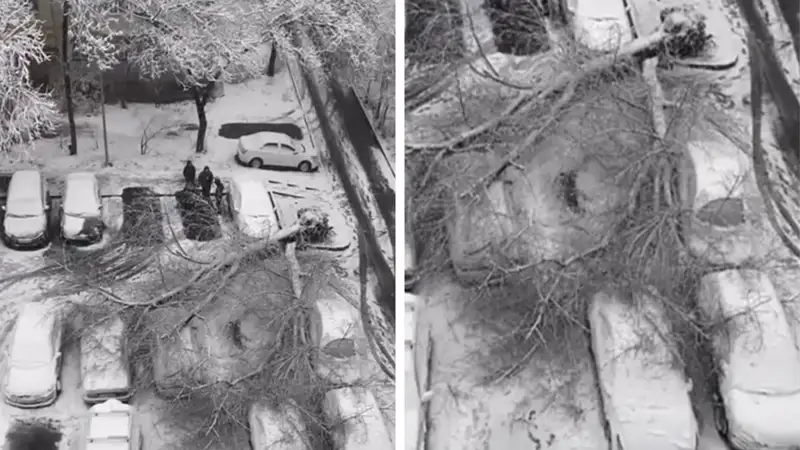 Дерево упало на несколько машин в Алматы: ДЧС обратился к автовладельцам