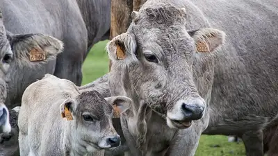 в России клонировали теленка, фото - Новости Zakon.kz от 13.03.2024 21:43