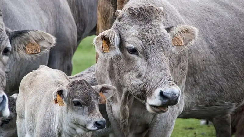 Первый клонированный теленок родился на ферме в России