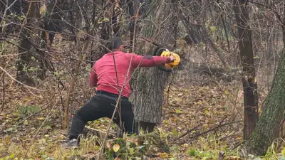 Изменились правила вырубки деревьев, фото - Новости Zakon.kz от 13.03.2024 16:14