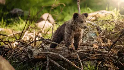 В Алматинском зоопарке родились медвежата, фото - Новости Zakon.kz от 13.03.2024 13:23