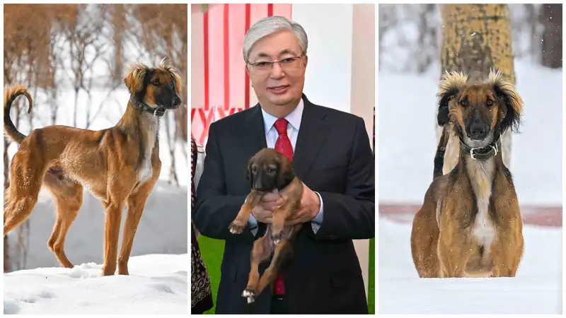 Акорда поделилась фото и видео тазы, которого подарили Токаеву на Наурыз