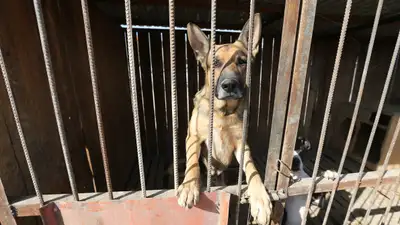 животные, питомник, Казахстан, фото - Новости Zakon.kz от 14.03.2024 17:07