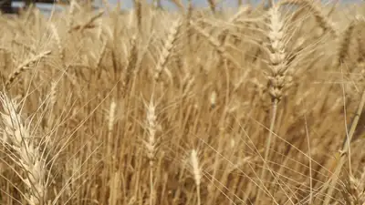 Казахстан введет запрет на ввоз пшеницы всеми видами транспорта