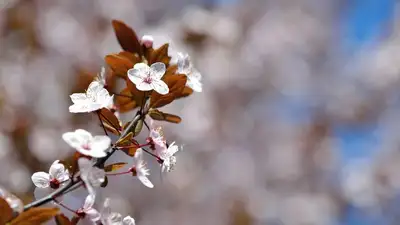 весна, фото - Новости Zakon.kz от 16.03.2024 16:28