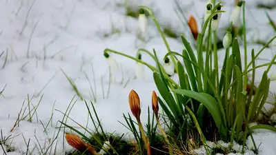 снег и дождь в марте на Наурыз, фото - Новости Zakon.kz от 16.03.2024 15:35