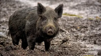 Диких кабанов засняли в горах Алматы, фото - Новости Zakon.kz от 18.03.2024 14:49