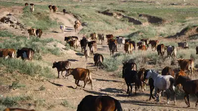 В Казахстане увеличат норму по использованию пастбищ для выпаса сельскохозяйственных животных