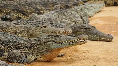 крокодил напал на дрессировщика в ЮАР