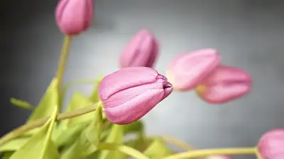 Мошенник обманул алматинцев, продавав им несуществующие тюльпаны, фото - Новости Zakon.kz от 21.03.2024 01:09