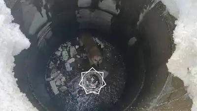 собака, фото - Новости Zakon.kz от 23.03.2024 16:56