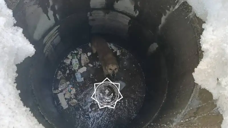 Актюбинские спасатели вызволили собаку из колодца