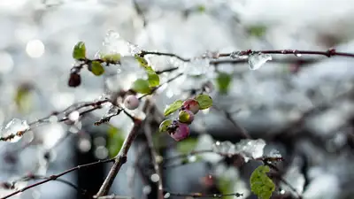 начало весны, фото - Новости Zakon.kz от 23.03.2024 16:42