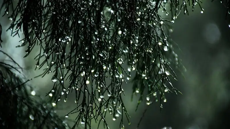 Дождь, гололед и метель прогнозируют в Казахстане 25 марта