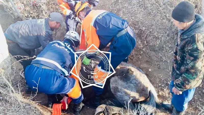 Спасатели помогли достать упавшую в канаву лошадь в Кызылорде